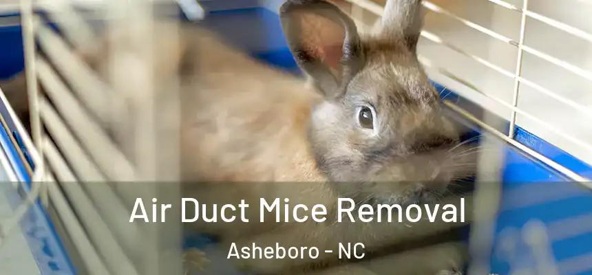 Air Duct Mice Removal Asheboro - NC
